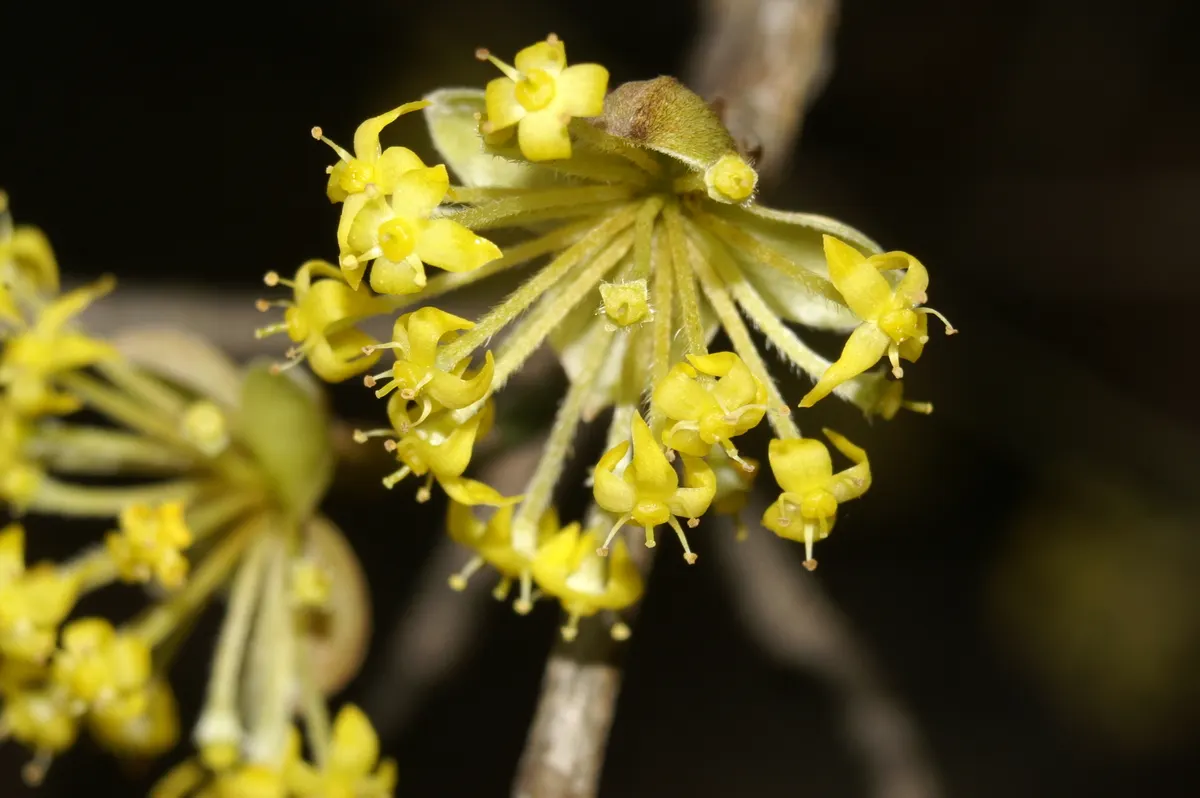 Cornelian Dogwood (Cornus Mas) — Cornelian Dogwood (Cornus mas) is a versatile deciduous shrub or small tree; the ovate leaves turn purple in fall, image 51