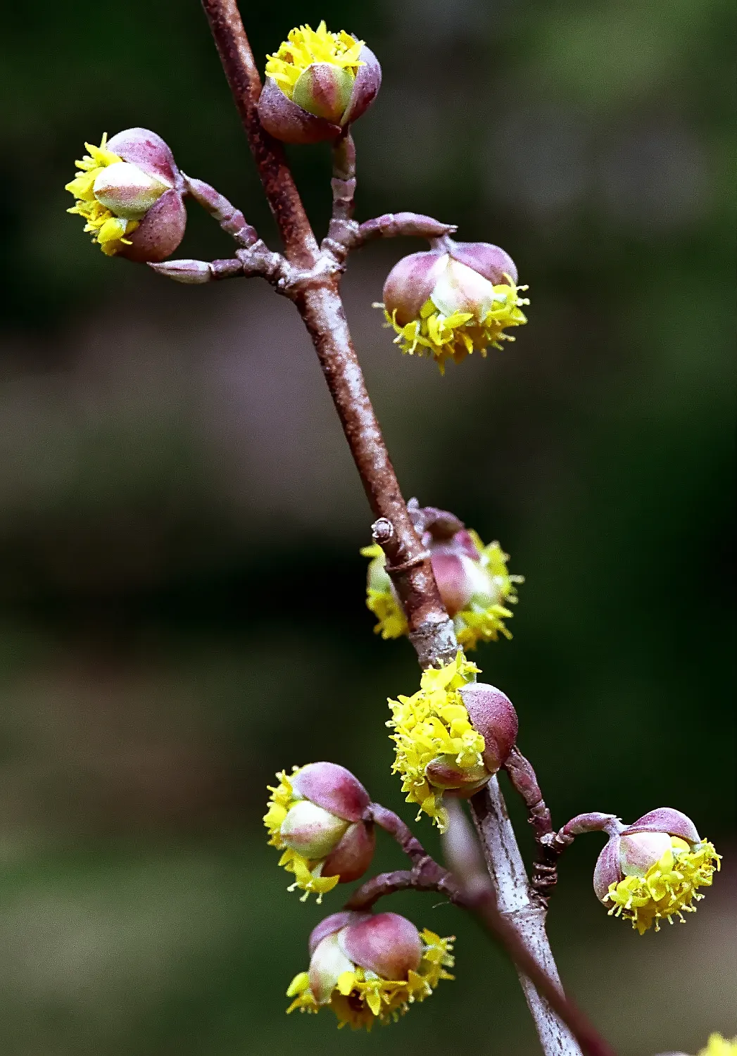Cornelian Dogwood (Cornus Mas) — or as a standout specimen in a mixed border providing multi-season interest; cornelian Dogwood (Cornus mas) is a, image 97
