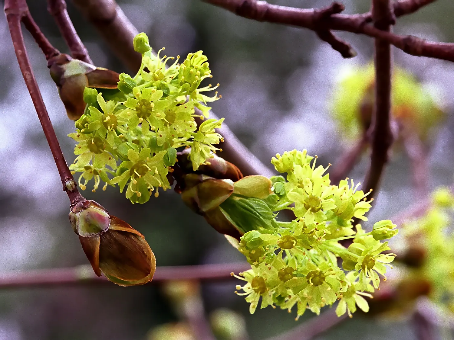 Cornelian Dogwood (Cornus Mas) — Cornus mas produces edible red berries persisting into late summer; yellow flowers in the garden