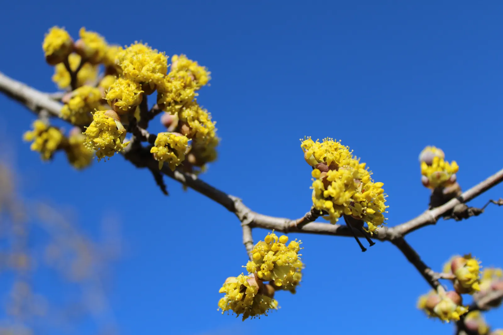 Cornelian Dogwood (Cornus Mas) — with moderate drought tolerance once established; these blossoms offer early nectar for pollinators, a critical, image 106