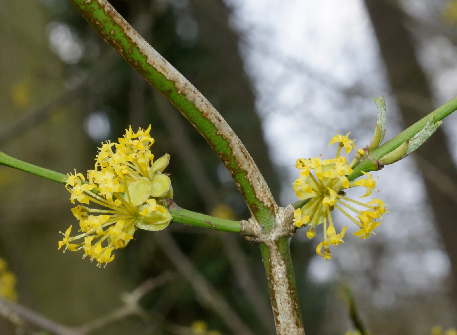 Cornelian Dogwood (Cornus Mas) — shrub / tree with yellow blooms