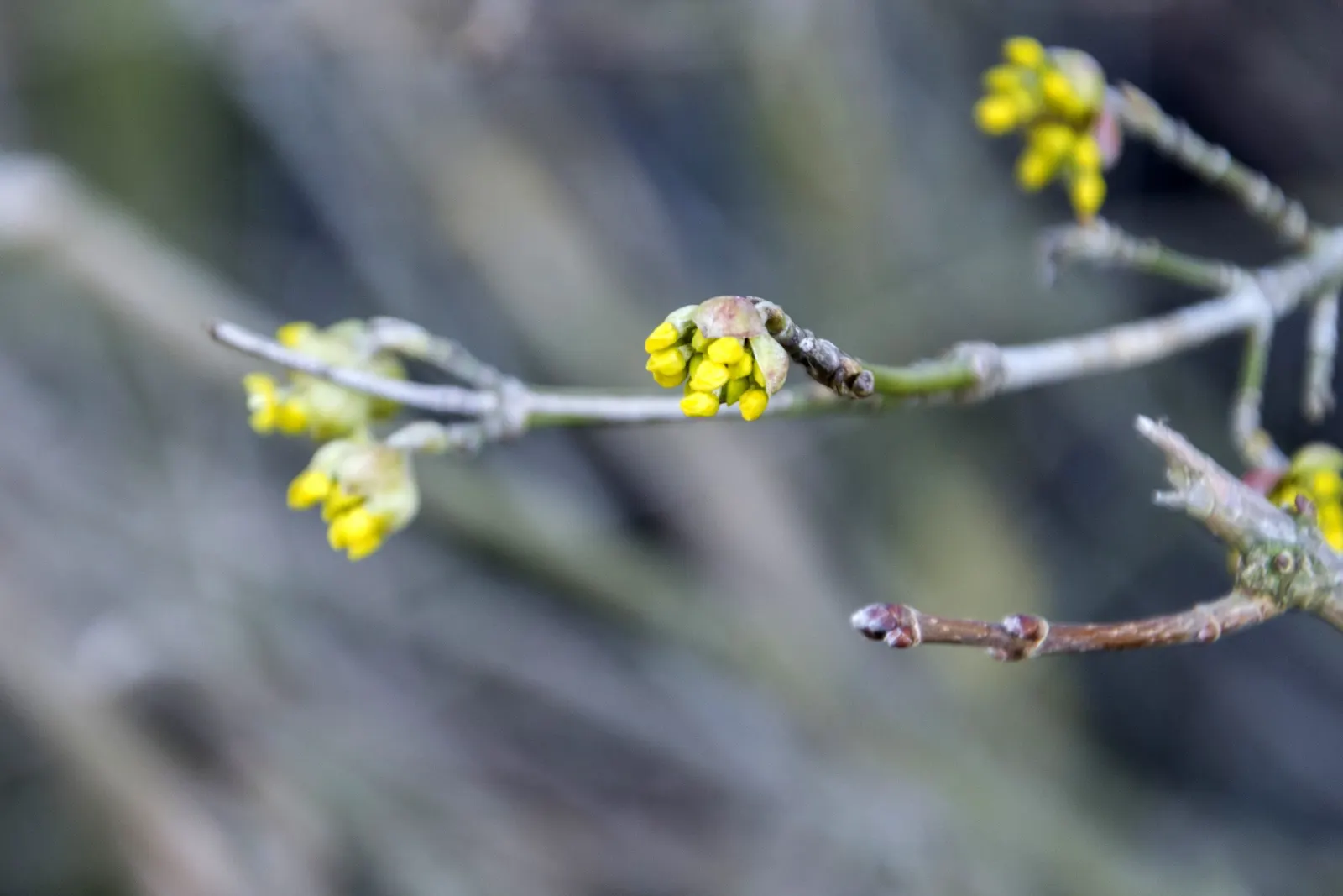 Cornelian Dogwood (Cornus Mas) — It is cold-hardy and prefers full sun to partial shade; prefers full sun to partial shade and adapts to various, image 94