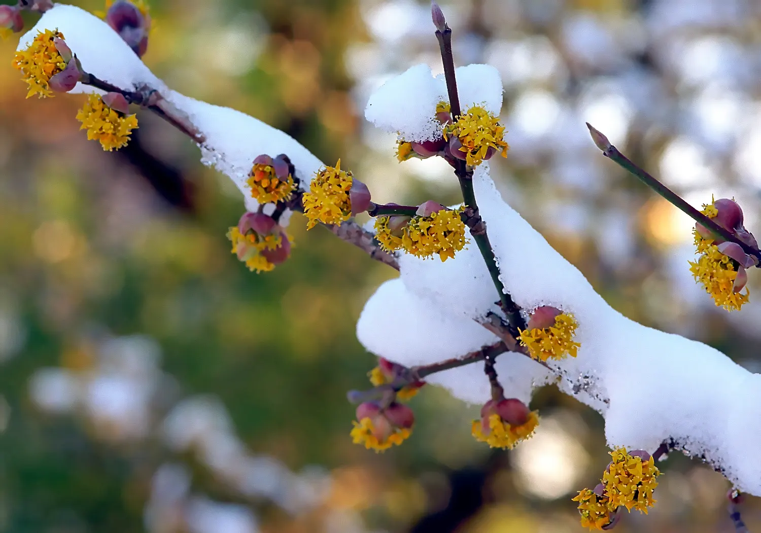 Cornelian Dogwood (Cornus Mas) — blooming in clusters prior to the emergence of foliage, image 88