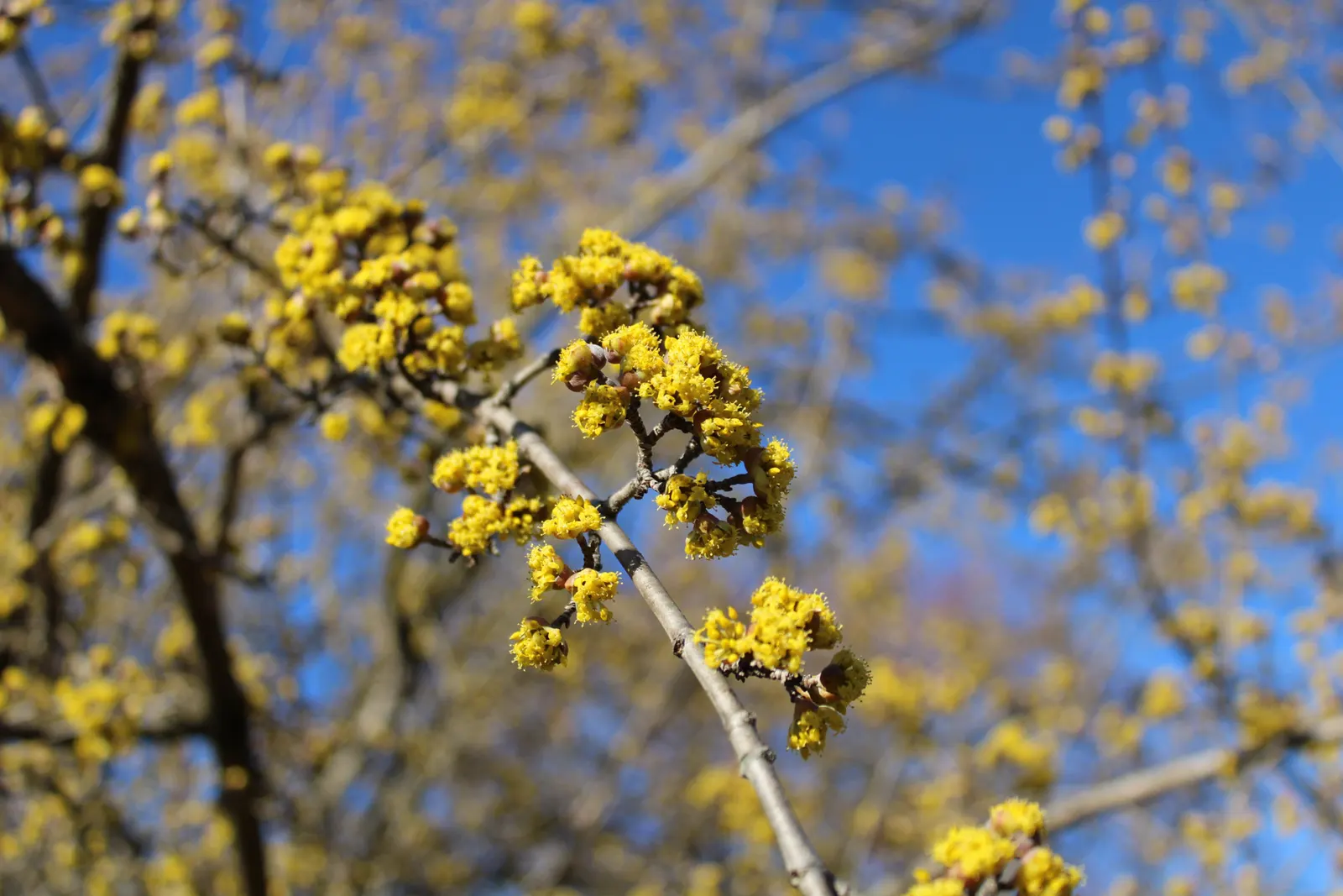 Cornelian Dogwood (Cornus Mas) — Cornus mas is an excellent choice for hedging