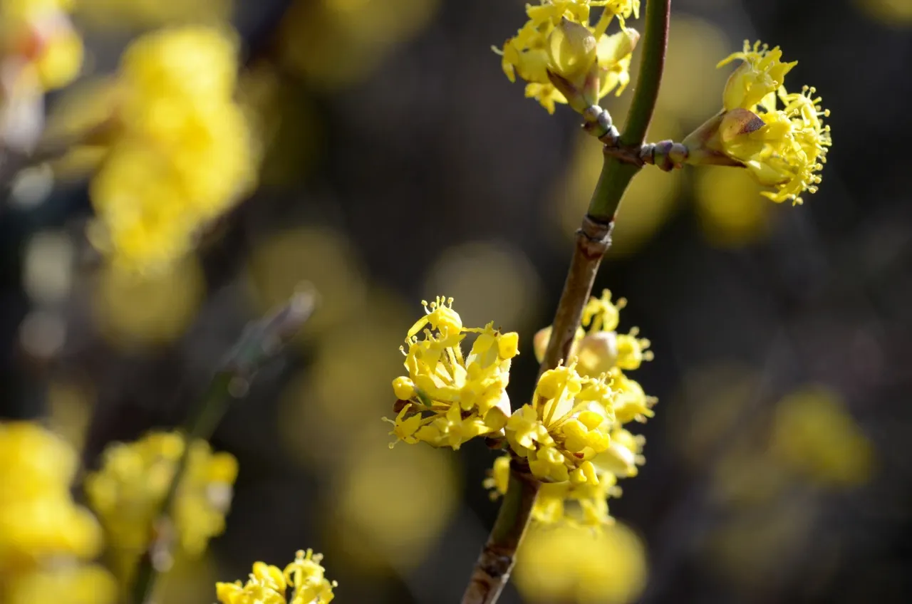 Cornelian Dogwood (Cornus Mas) — shrub / tree with yellow blooms; summer presents dark green, elliptical leaves, image 74