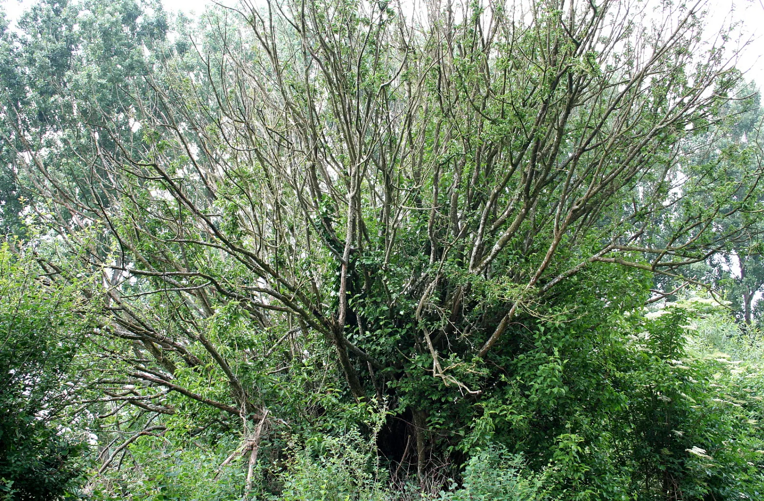 Cornelian Dogwood (Cornus Mas) — The ovate leaves turn purple in fall, and its exfoliating bark adds winter interest; shrub / tree for full or half, image 104