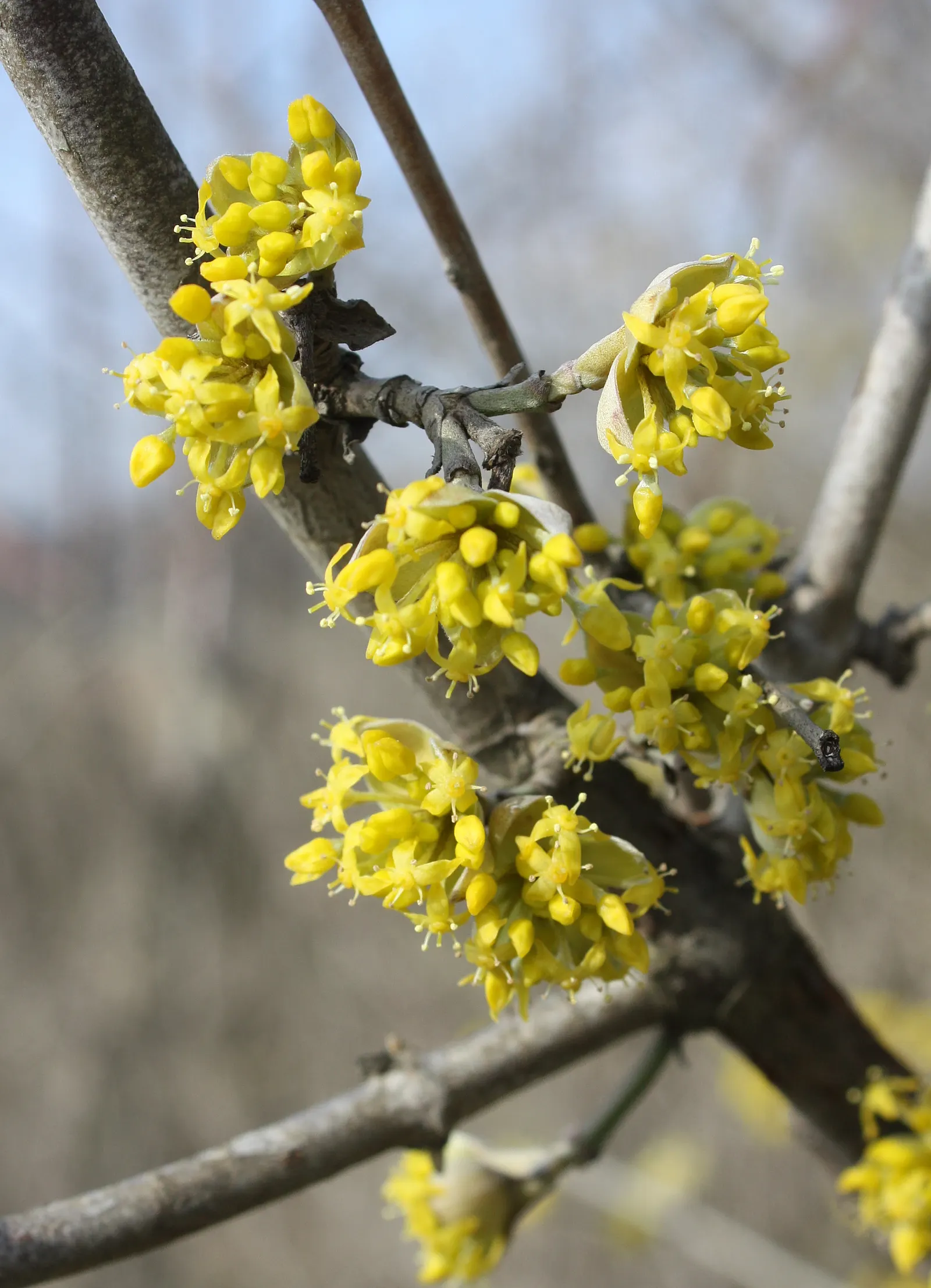 Cornelian Dogwood (Cornus Mas) — scientifically known as Cornus mas; cornus mas is an excellent choice for hedging