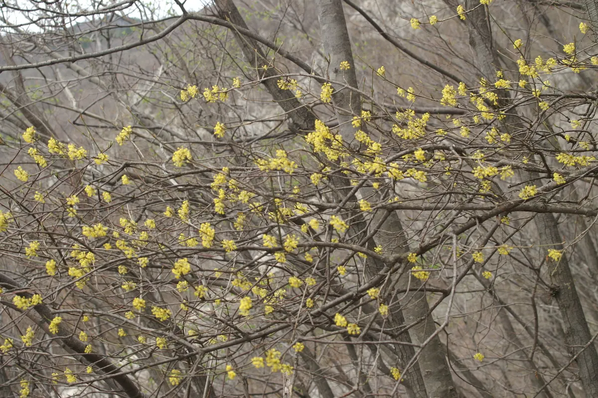 Cornelian Dogwood (Cornus Mas) — Prefers full sun to partial shade and adapts to various soils; scientifically known as Cornus mas, image 55