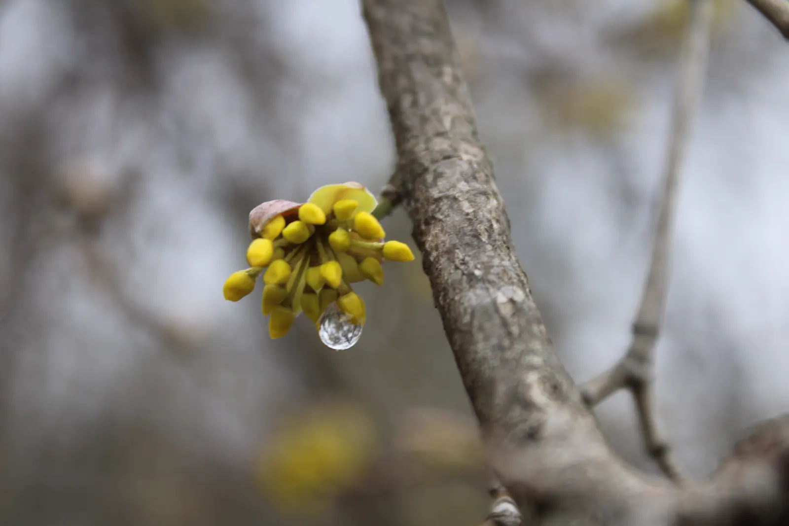 Cornelian Dogwood (Cornus Mas) — providing a vibrant visual interest.<br><br>Adding to its ornamental value; foliage transforms into a kaleidoscope, image 67