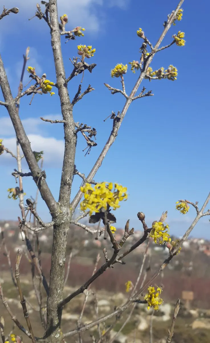 Cornelian Dogwood (Cornus Mas) — foliage transforms into a kaleidoscope of yellow and purplish-red hues; originating from Southern and Central Europe into