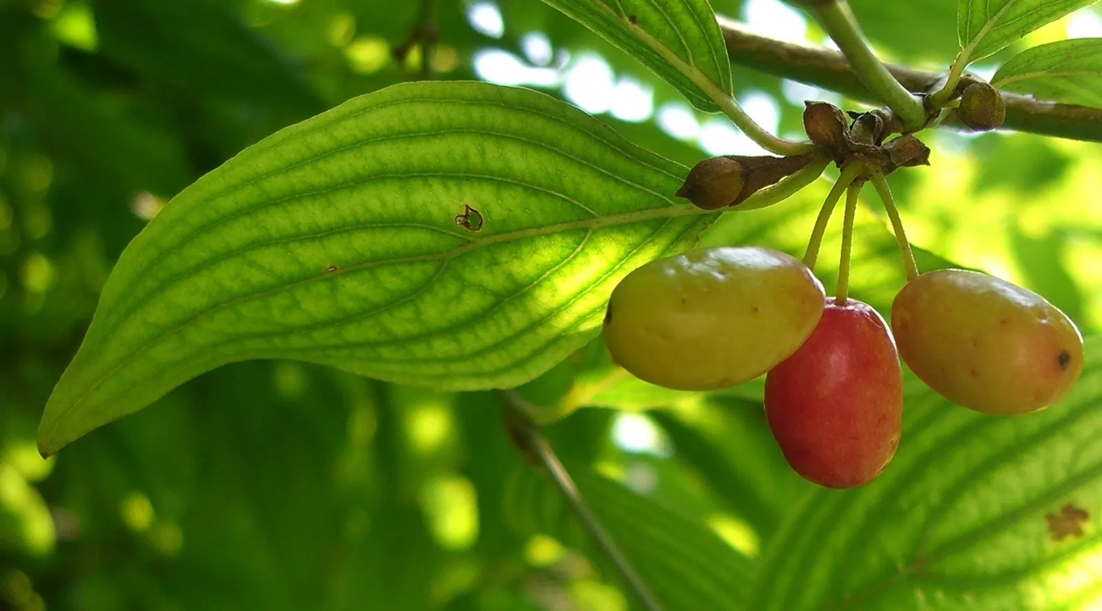 Cornelian Dogwood (Cornus Mas) — with an equivalent spread that grants it a rounded; shrub / tree with yellow blooms, image 111