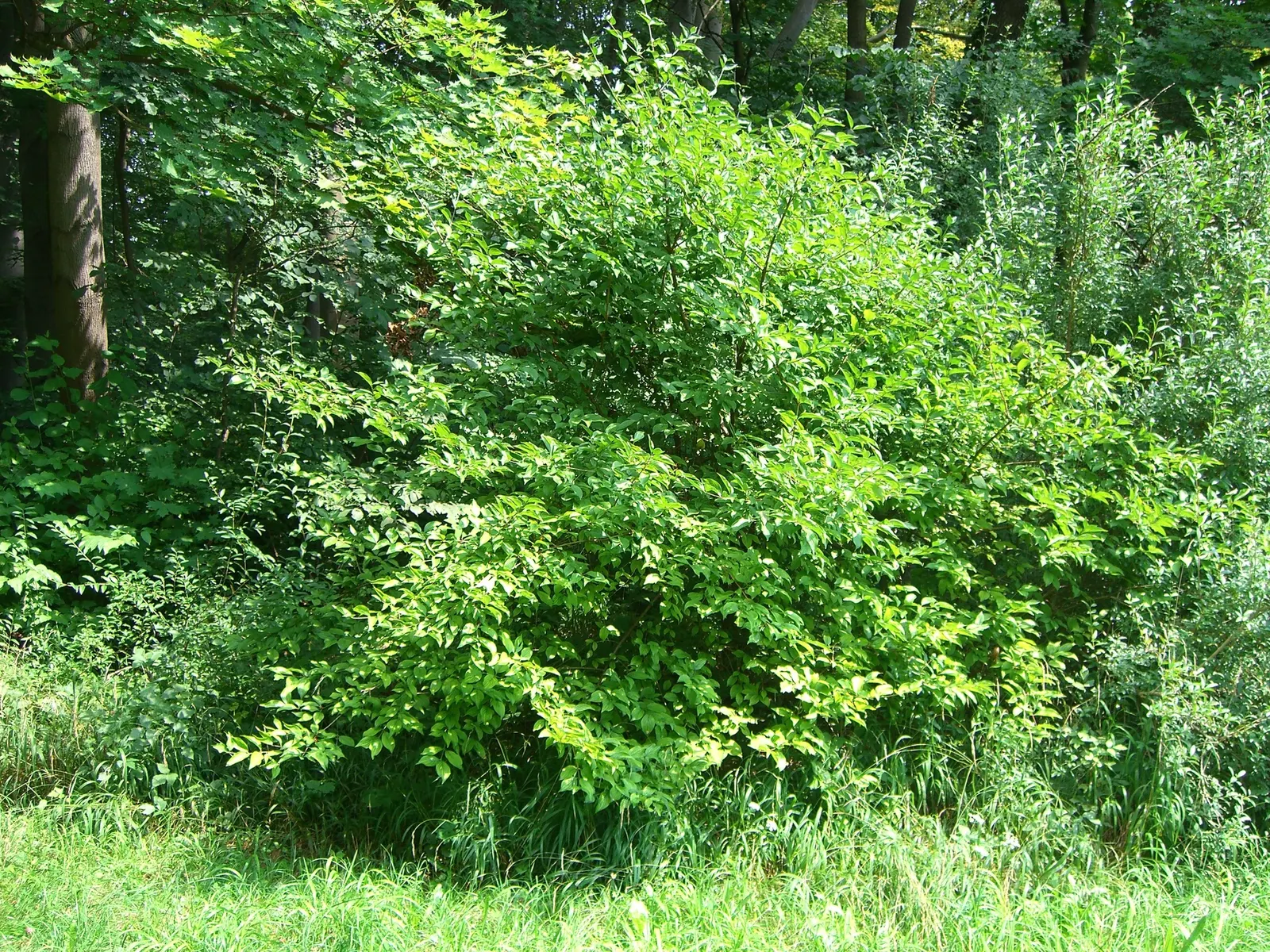 Cornelian Dogwood (Cornus Mas) — Cornus mas is an excellent choice for hedging; it is cold-hardy and prefers full sun to partial shade