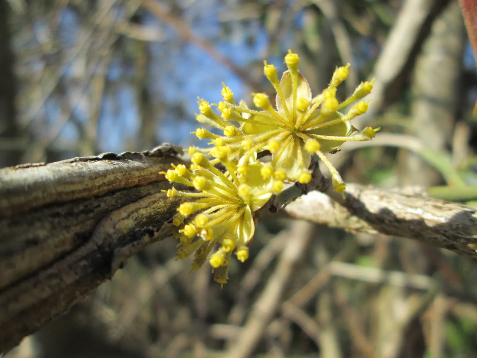 Cornelian Dogwood (Cornus Mas) — Originating from Southern and Central Europe into Western Asia; this multi-stemmed plant reaches a height of 15 to, image 109