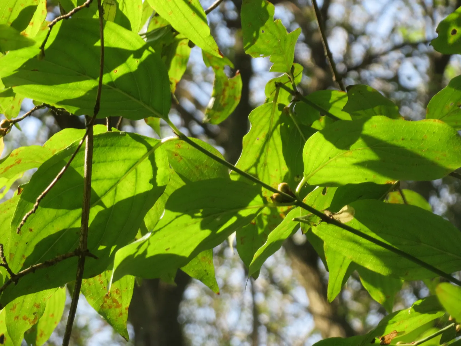 Cornelian Dogwood (Cornus Mas) — with moderate drought tolerance once established; these blossoms offer early nectar for pollinators, a critical, image 81