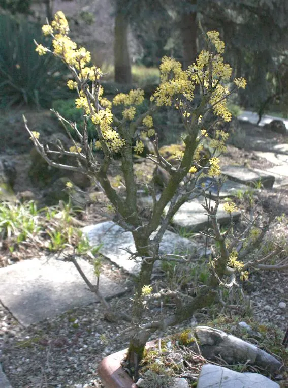 Cornelian Dogwood (Cornus Mas) — providing a vibrant visual interest.<br><br>Adding to its ornamental value