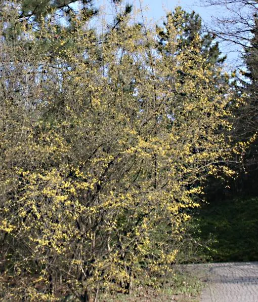 Cornelian Dogwood (Cornus Mas) — The ovate leaves turn purple in fall, and its exfoliating bark adds winter interest; shrub / tree for full or half