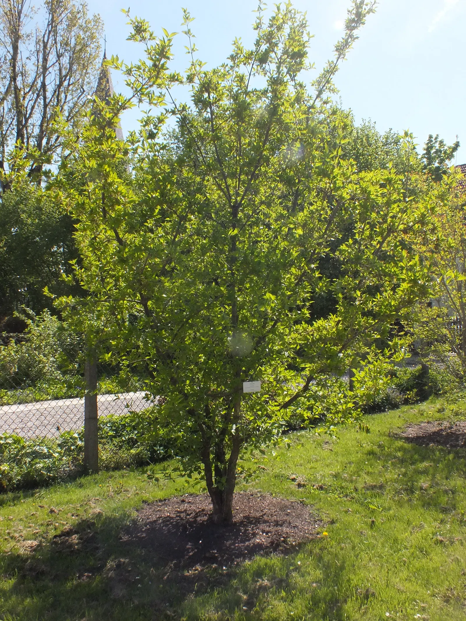 Cornelian Dogwood (Cornus Mas) — Cornelian Dogwood (Cornus mas) is a versatile deciduous shrub or small tree; the ovate leaves turn purple in fall, image 76