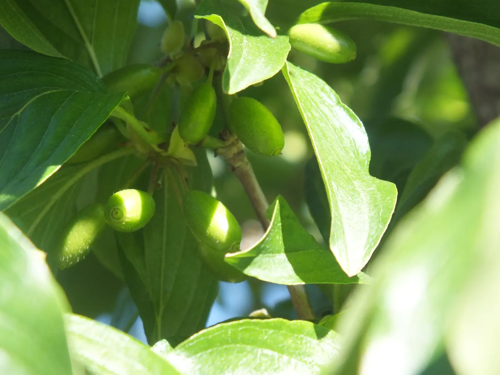 Cornelian Dogwood (Cornus Mas) — scientifically known as Cornus mas; cornus mas is an excellent choice for hedging, image 107