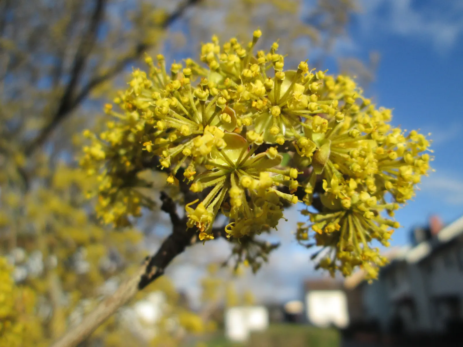 Cornelian Dogwood (Cornus Mas) — Originating from Southern and Central Europe into Western Asia; this multi-stemmed plant reaches a height of 15 to, image 59