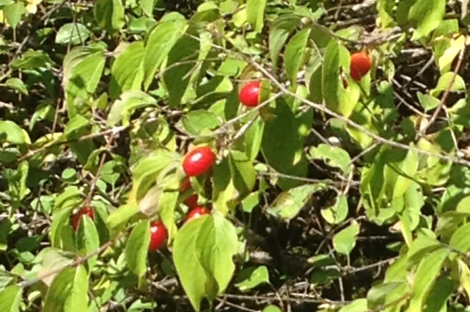 Cornelian Dogwood (Cornus Mas) — Cornelian Dogwood (Cornus mas) is a versatile deciduous shrub or small tree