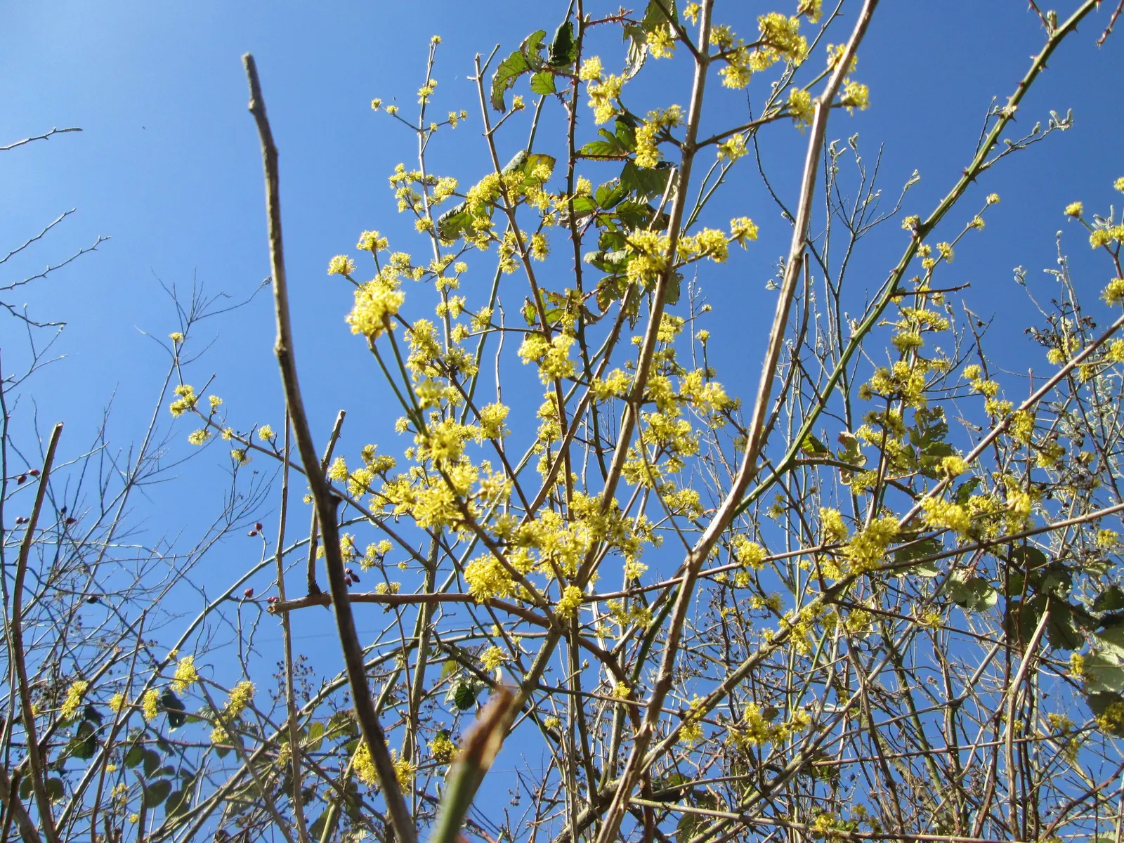 Cornelian Dogwood (Cornus Mas) — Originating from Southern and Central Europe into Western Asia; this multi-stemmed plant reaches a height of 15 to 25 feet
