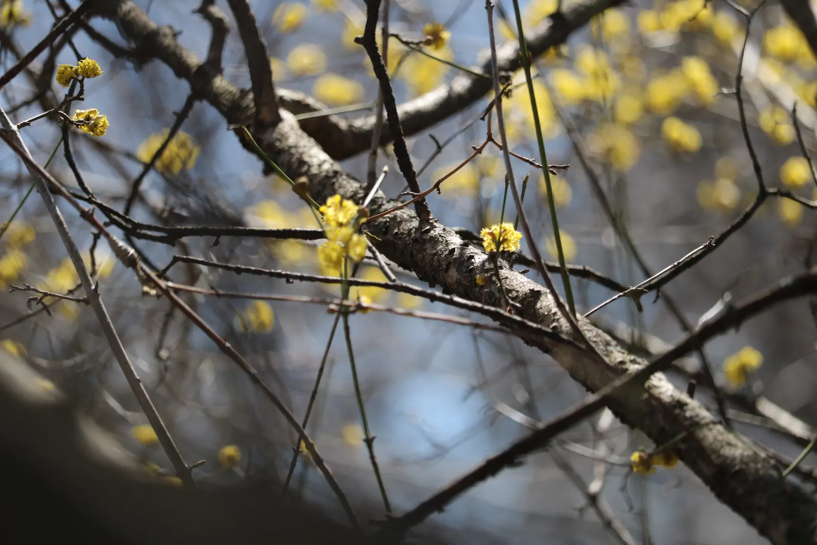 Cornelian Dogwood (Cornus Mas) — The ovate leaves turn purple in fall, and its exfoliating bark adds winter interest; shrub / tree for full or half, image 54