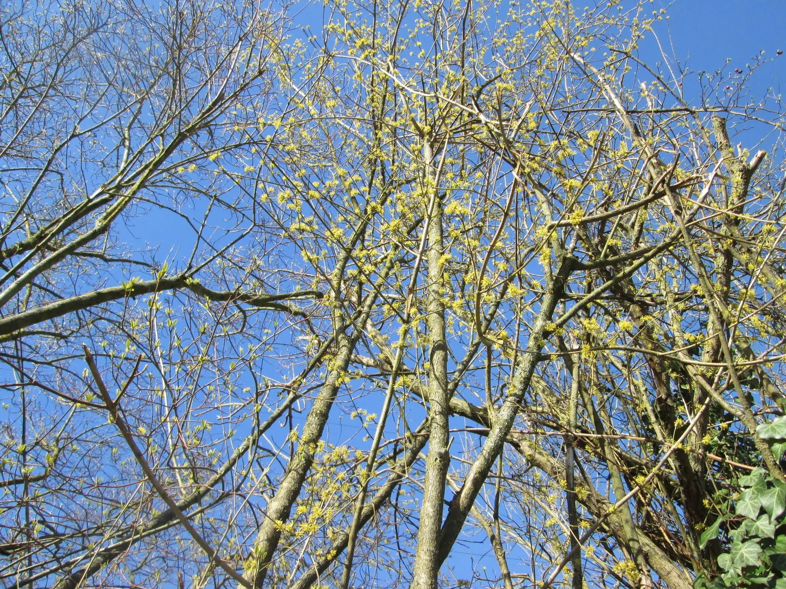 Cornelian Dogwood (Cornus Mas) — It is cold-hardy and prefers full sun to partial shade; prefers full sun to partial shade and adapts to various soils