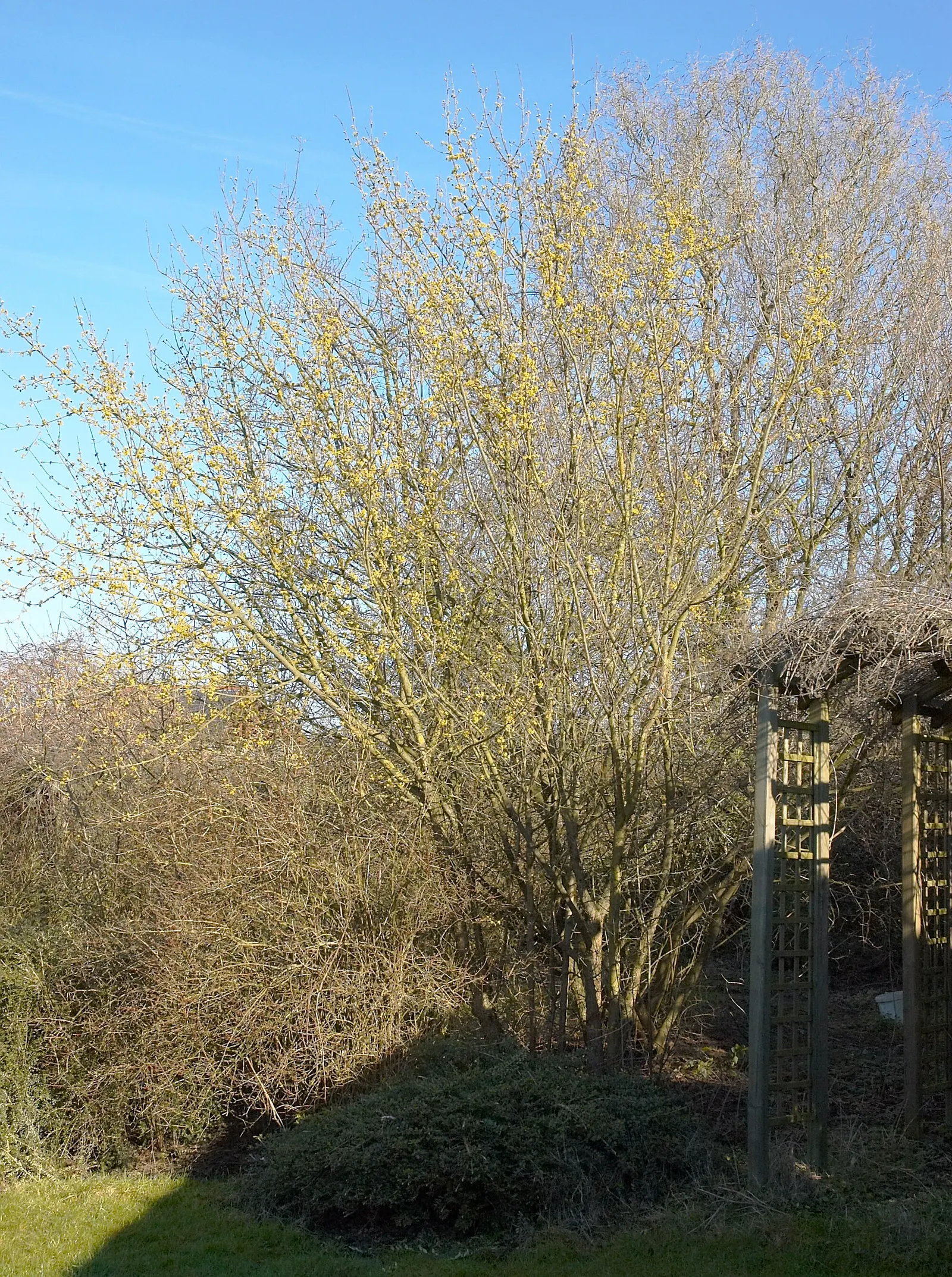 Cornelian Dogwood (Cornus Mas) — Originating from Southern and Central Europe into Western Asia; this multi-stemmed plant reaches a height of 15 to, image 84