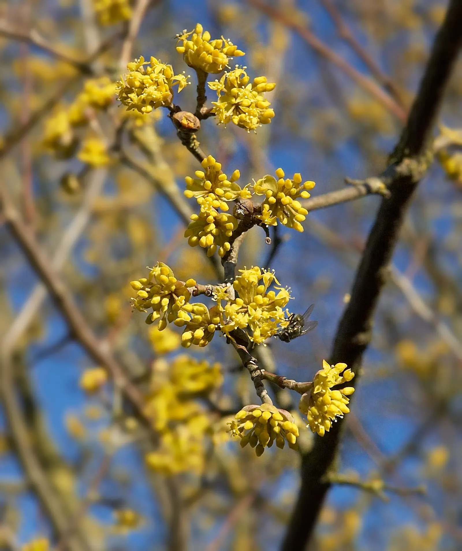 Cornelian Dogwood (Cornus Mas) — Thriving in zones 4-8, it bursts with small yellow flowers in early spring, followed by edible red fruit; cornus, image 53