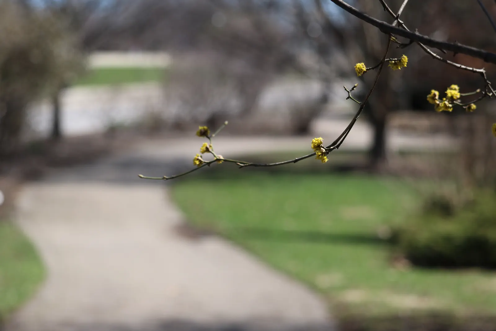 Cornelian Dogwood (Cornus Mas) — With low maintenance needs; star-shaped yellow flowers