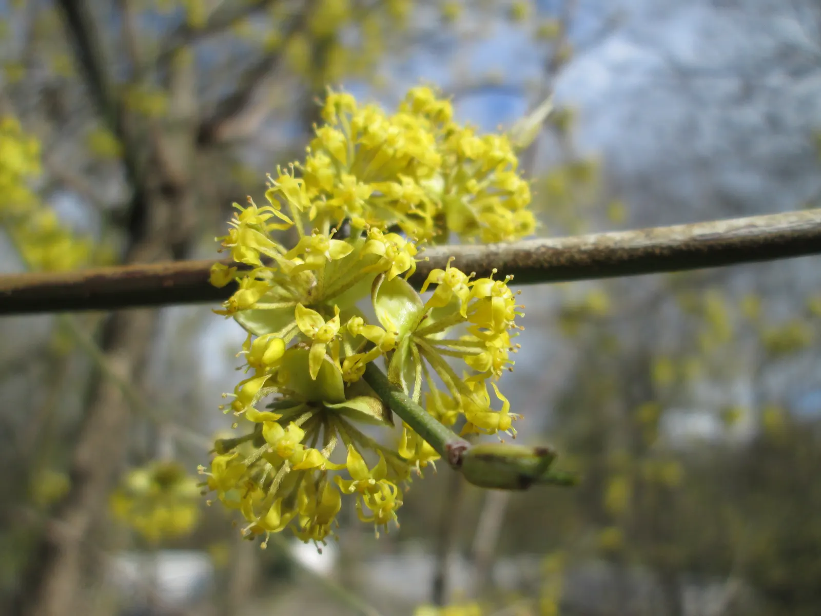 Cornelian Dogwood (Cornus Mas) — These blossoms offer early nectar for pollinators, a critical ecological benefit