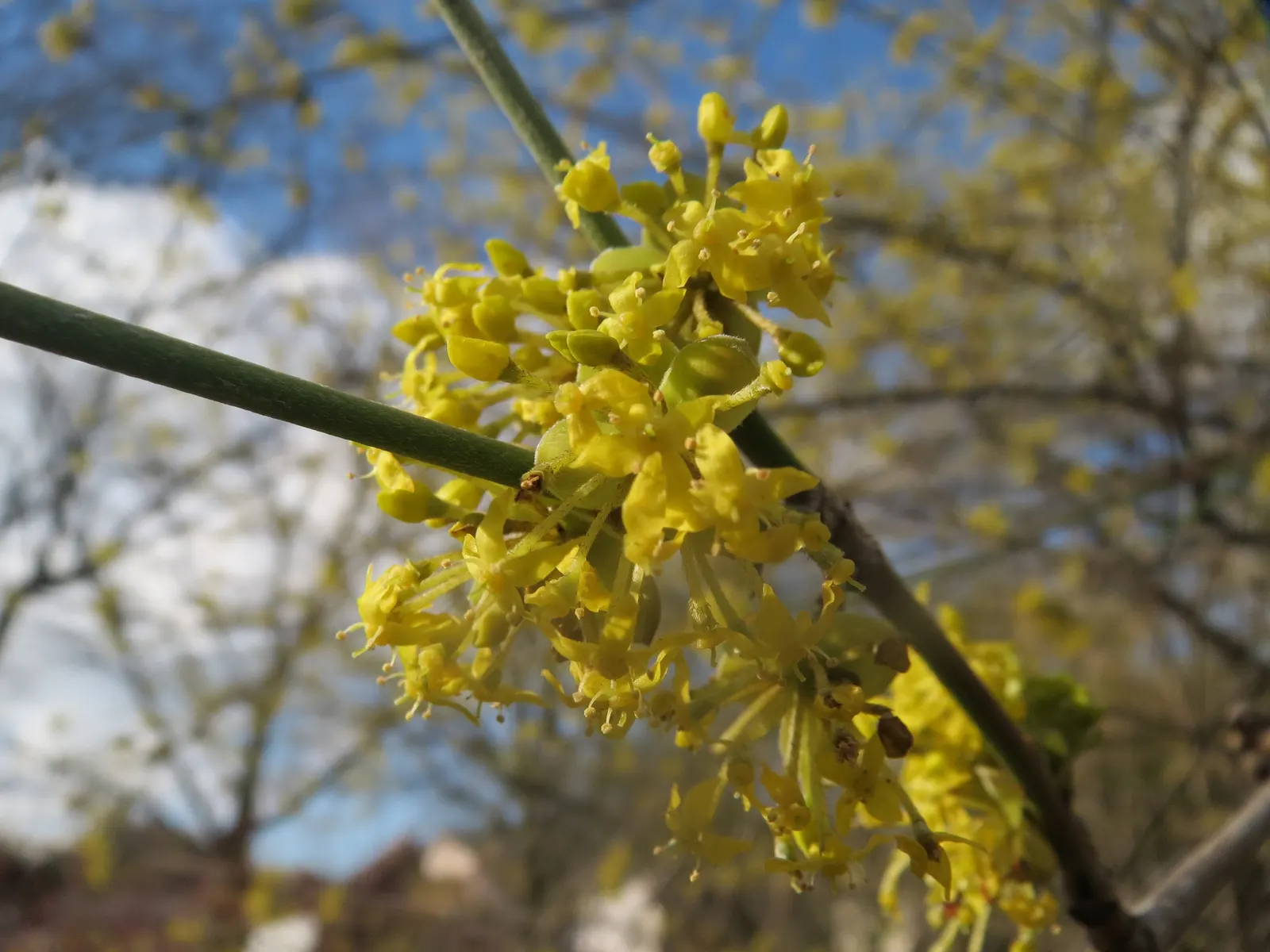 Cornelian Dogwood (Cornus Mas) — star-shaped yellow flowers; with moderate drought tolerance once established, image 87