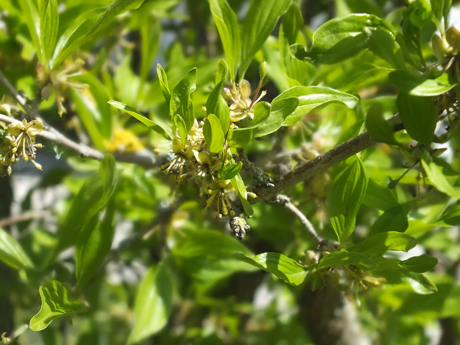 Cornelian Dogwood (Cornus Mas) — is a versatile and hardy deciduous shrub renowned for its year-round landscape appeal; thriving in zones 4-8, it, image 83