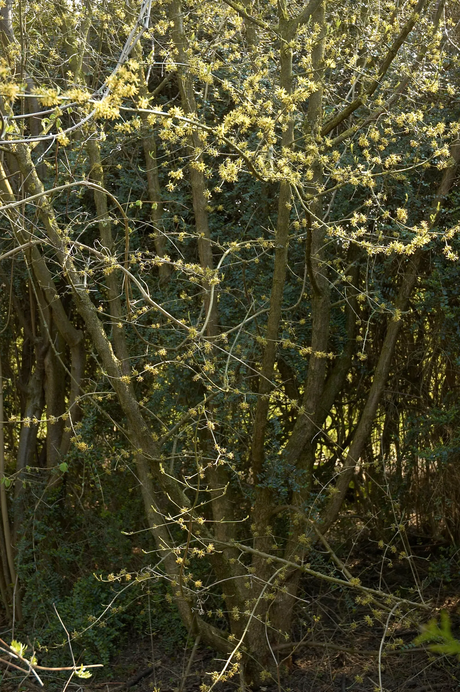Cornelian Dogwood (Cornus Mas) — scientifically known as Cornus mas; cornus mas is an excellent choice for hedging, image 82