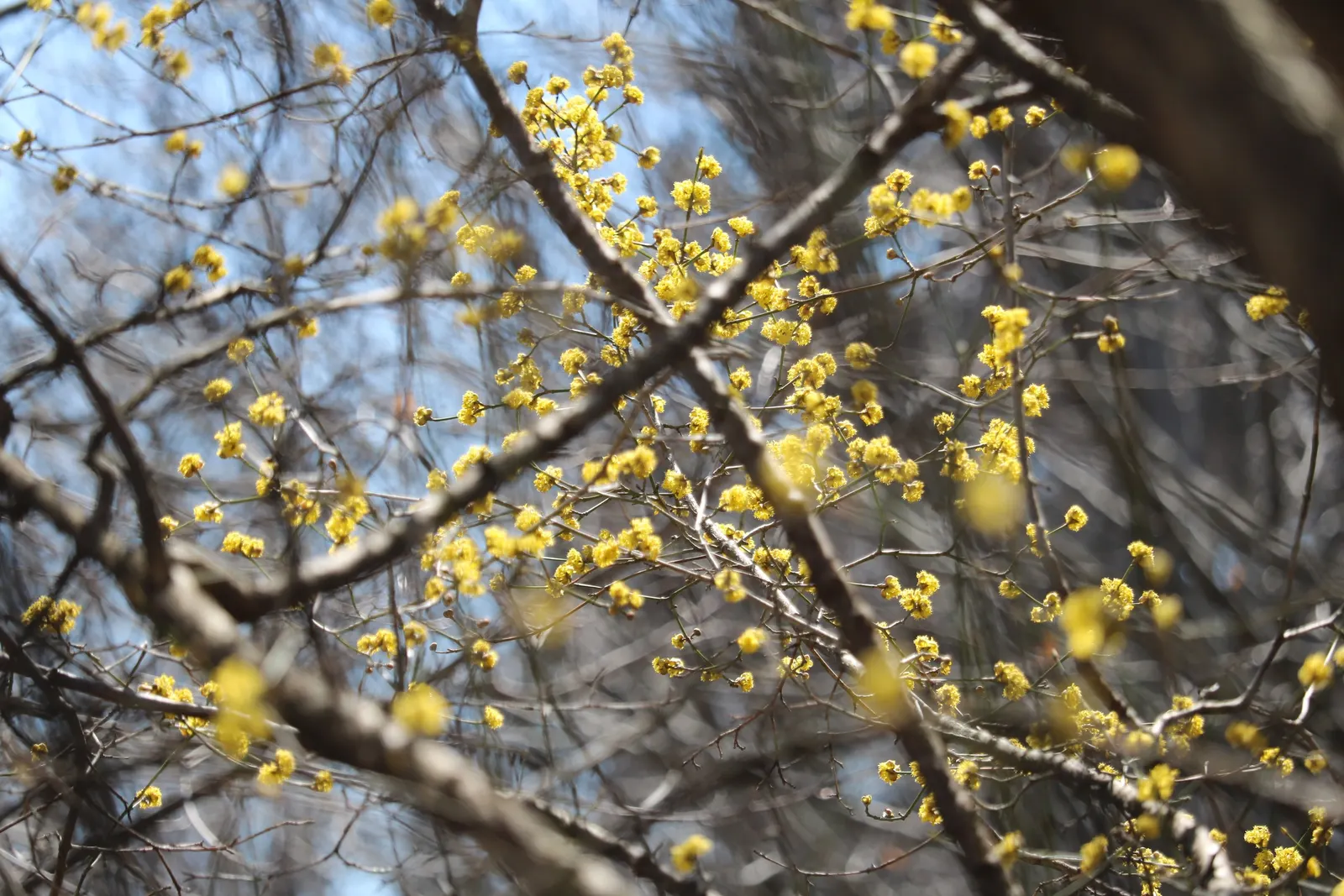 Cornelian Dogwood (Cornus Mas) — foliage transforms into a kaleidoscope of yellow and purplish-red hues; originating from Southern and Central, image 66