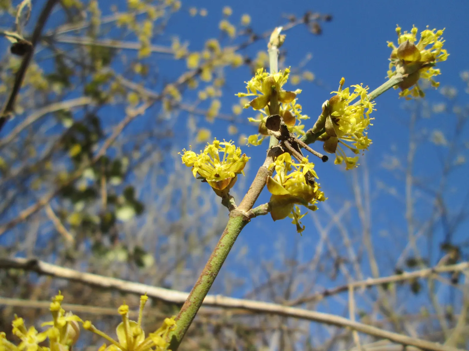 Cornelian Dogwood (Cornus Mas) — foliage transforms into a kaleidoscope of yellow and purplish-red hues; originating from Southern and Central, image 116