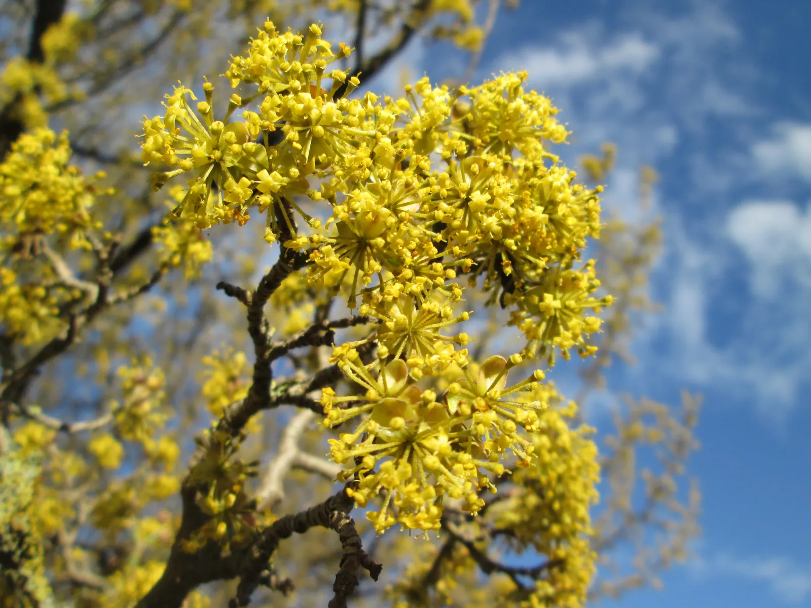 Cornelian Dogwood (Cornus Mas) — reaching up to 15-25 feet with an equal spread
