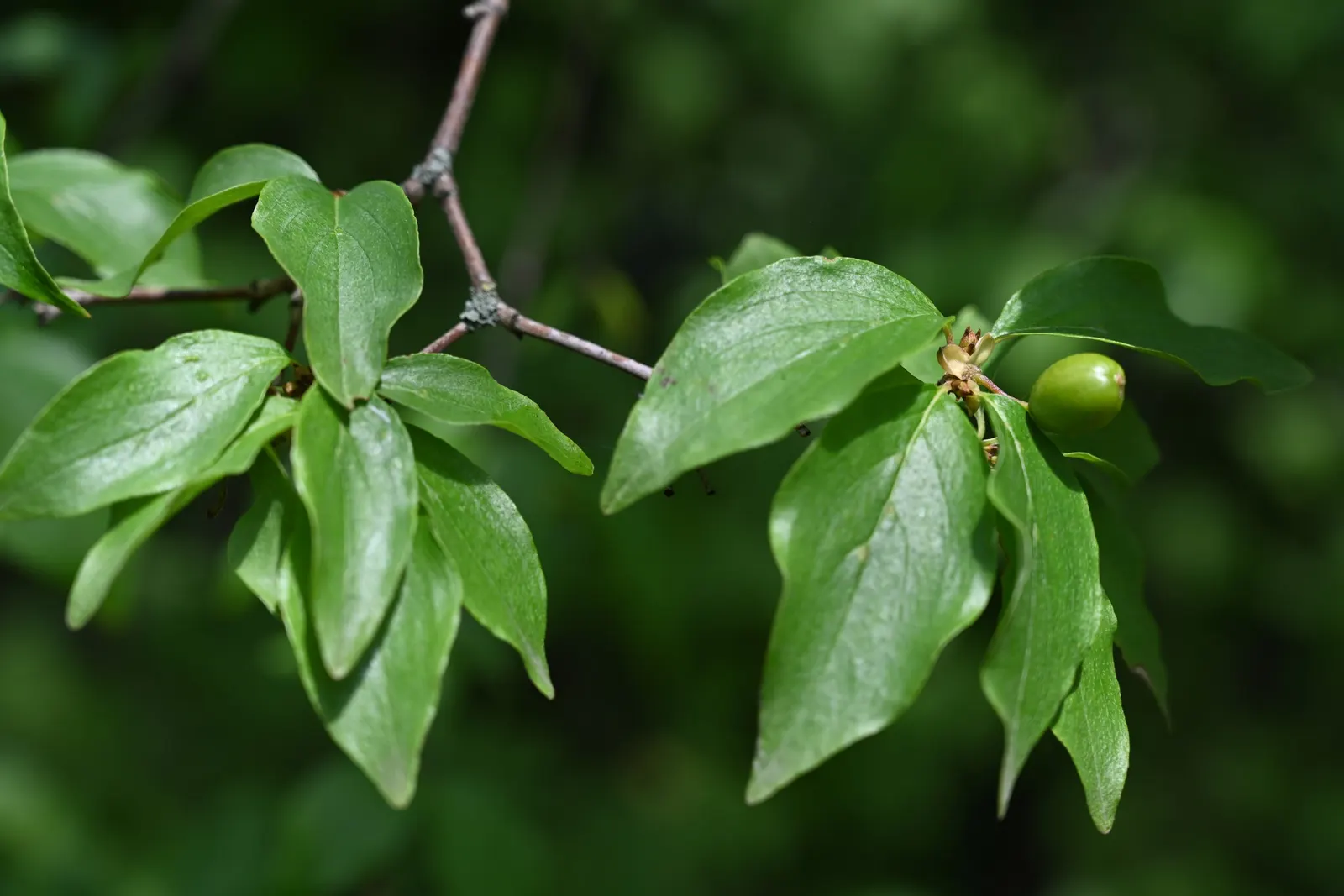 Cornelian Dogwood (Cornus Mas) — this multi-stemmed plant reaches a height of 15 to 25 feet; providing a vibrant visual interest.<br><br>Adding to, image 110
