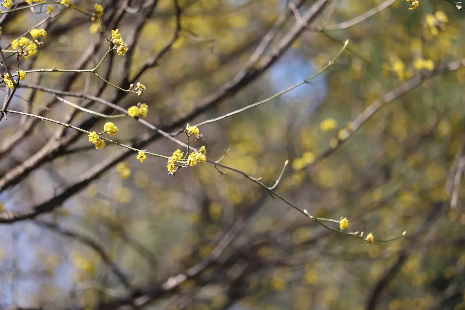Cornelian Dogwood (Cornus Mas) — scientifically known as Cornus mas; cornus mas is an excellent choice for hedging, image 57