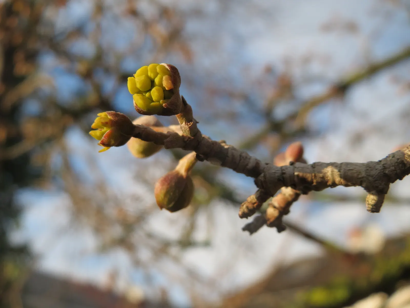 Cornelian Dogwood (Cornus Mas) — With low maintenance needs; star-shaped yellow flowers, image 70