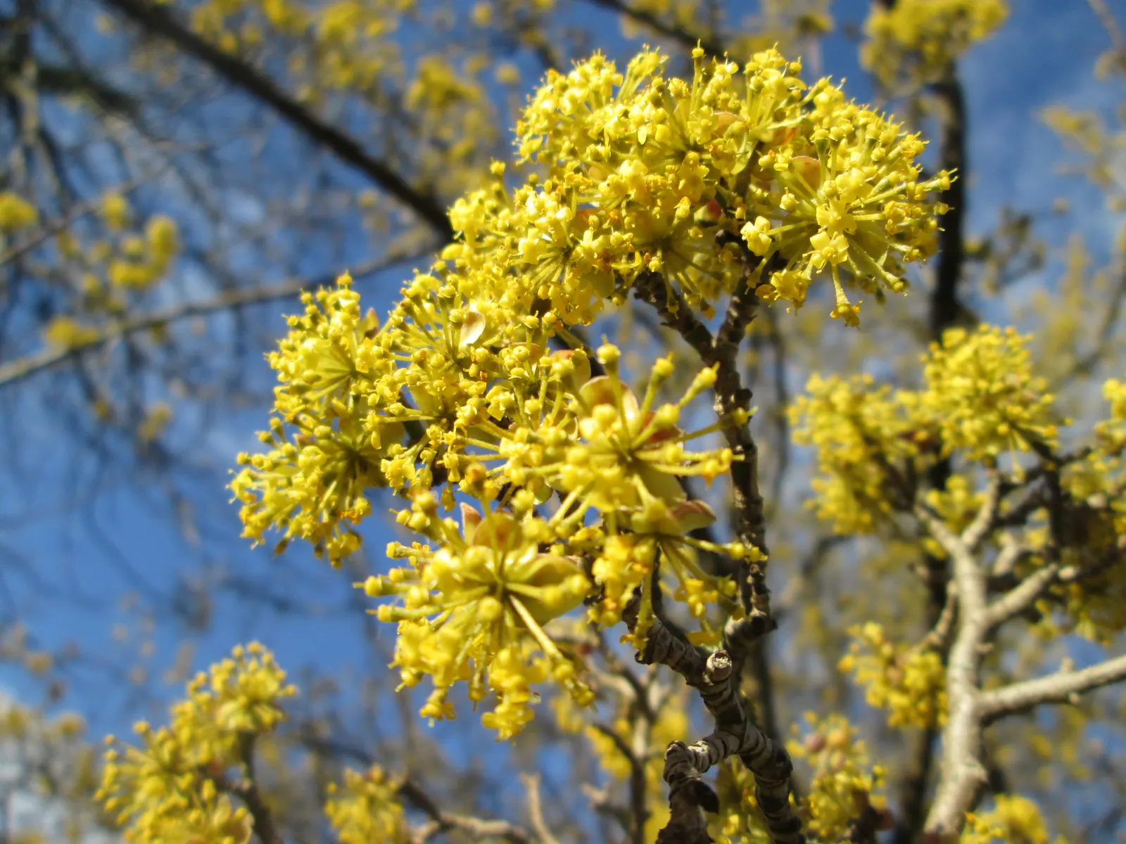Cornelian Dogwood (Cornus Mas) — reaching up to 15-25 feet with an equal spread; with an equivalent spread that grants it a rounded, image 52