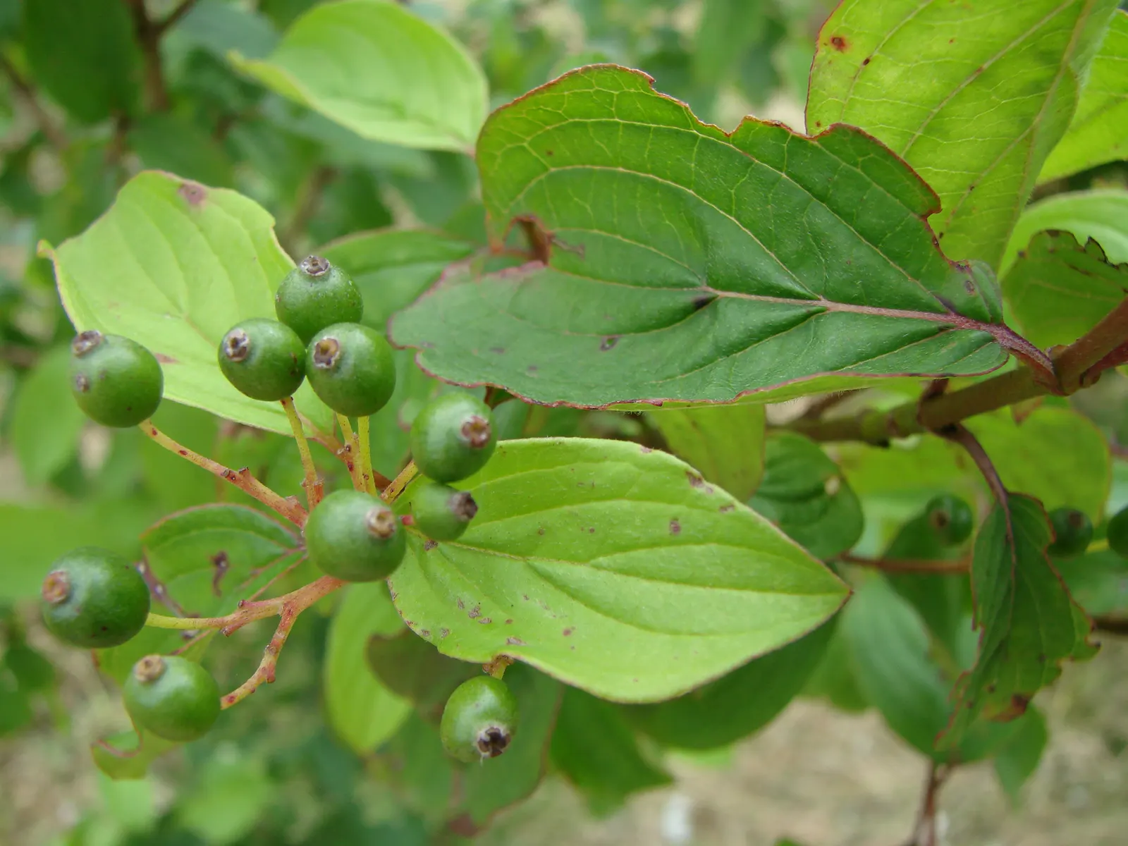 Cornelian Dogwood (Cornus Mas) — blooming in clusters prior to the emergence of foliage, image 38