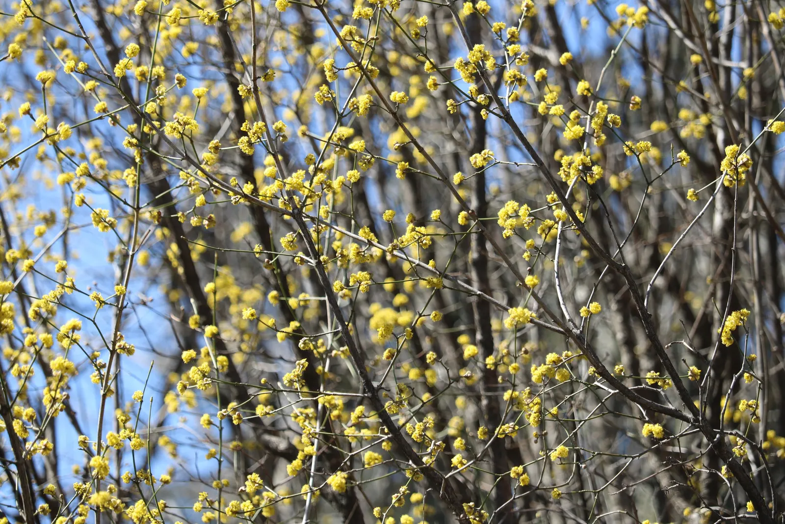 Cornelian Dogwood (Cornus Mas) — It is cold-hardy and prefers full sun to partial shade; prefers full sun to partial shade and adapts to various, image 69