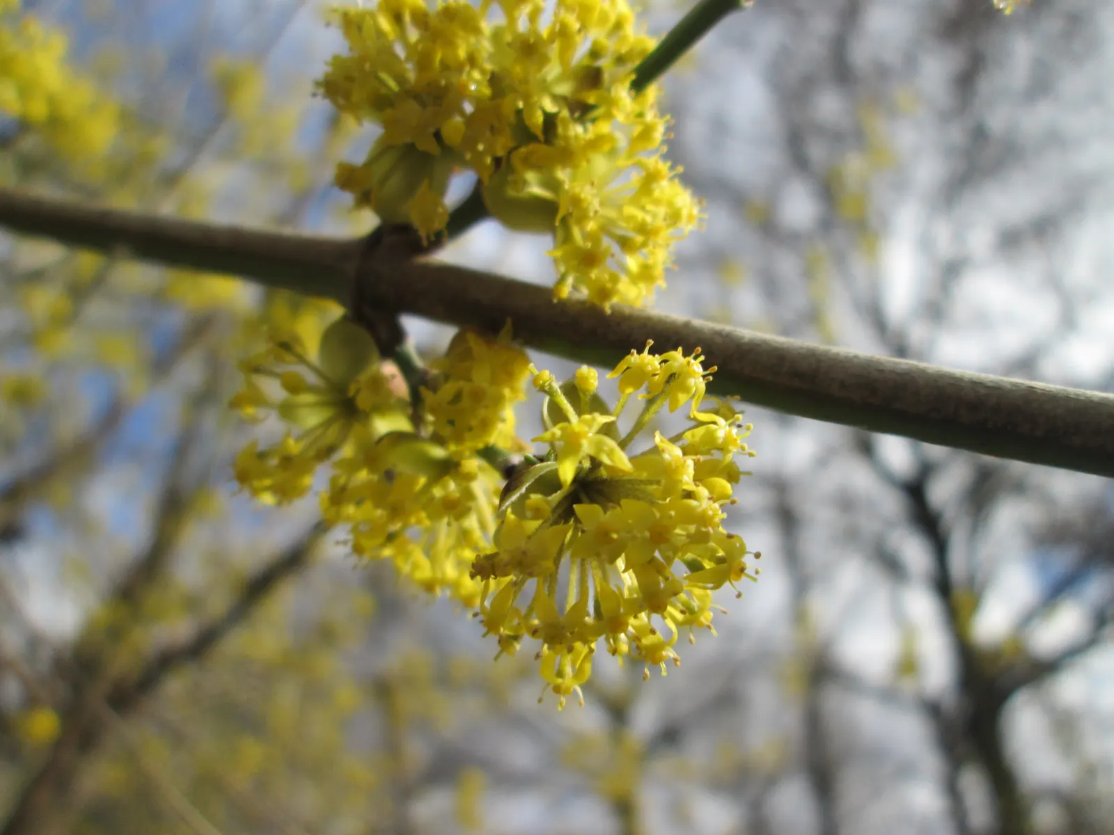 Cornelian Dogwood (Cornus Mas) — Cornus mas produces edible red berries persisting into late summer; yellow flowers in the garden, image 118