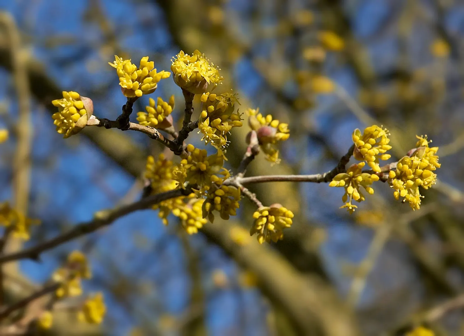 Cornelian Dogwood (Cornus Mas) — is a versatile and hardy deciduous shrub renowned for its year-round landscape appeal; thriving in zones 4-8, it, image 58