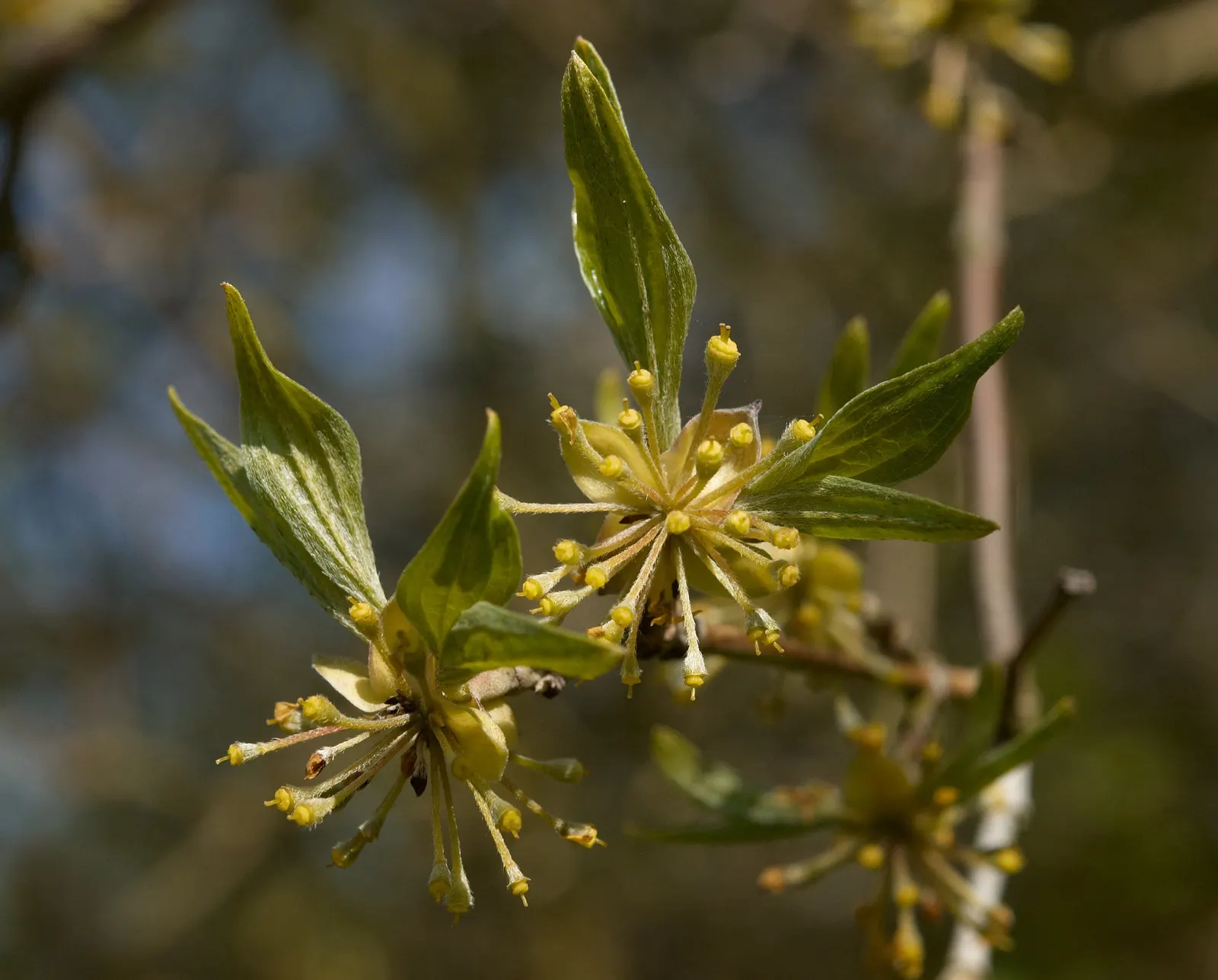 Cornelian Dogwood (Cornus Mas) — star-shaped yellow flowers