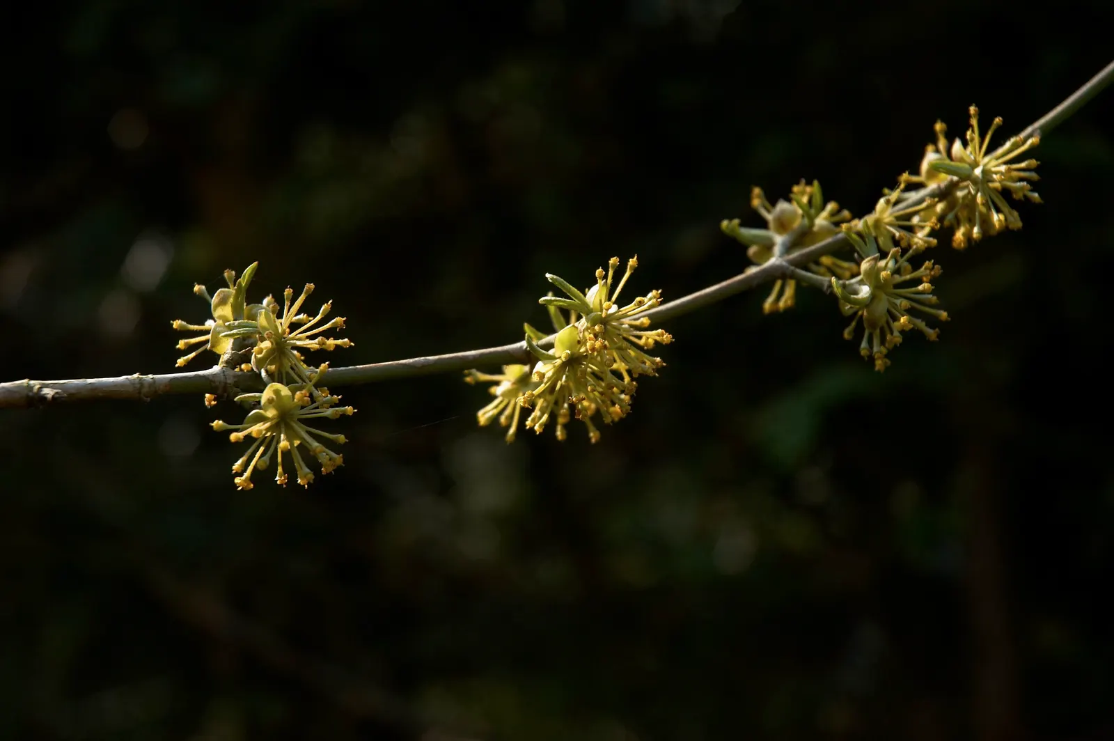 Cornelian Dogwood (Cornus Mas) — Thriving in zones 4-8, it bursts with small yellow flowers in early spring, followed by edible red fruit; cornus mas produces