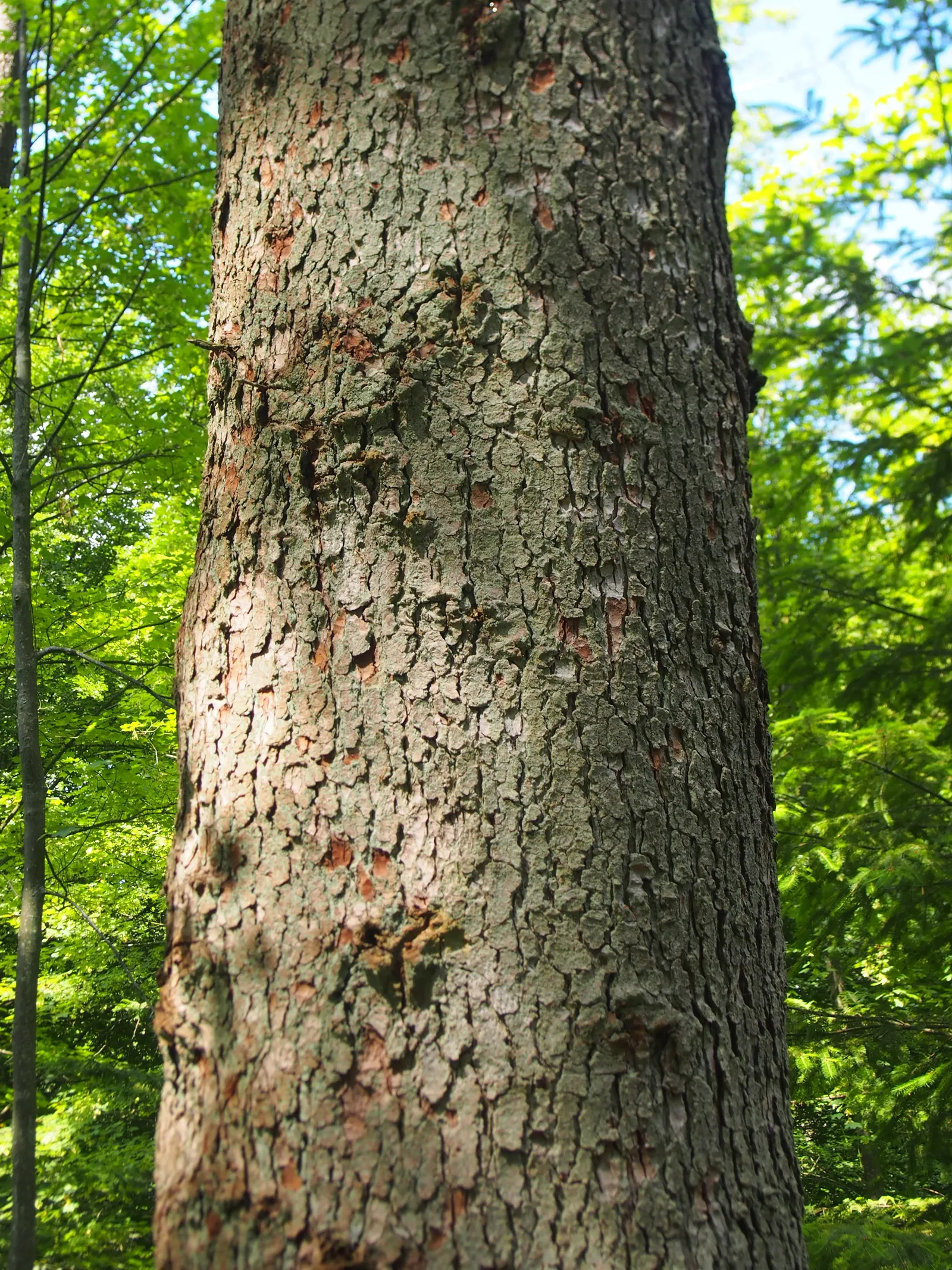 Nordmann Fir (Abies Nordmanniana) — It serves as an excellent specimen tree, with a symmetrical pyramid shape that requires minimal pruning