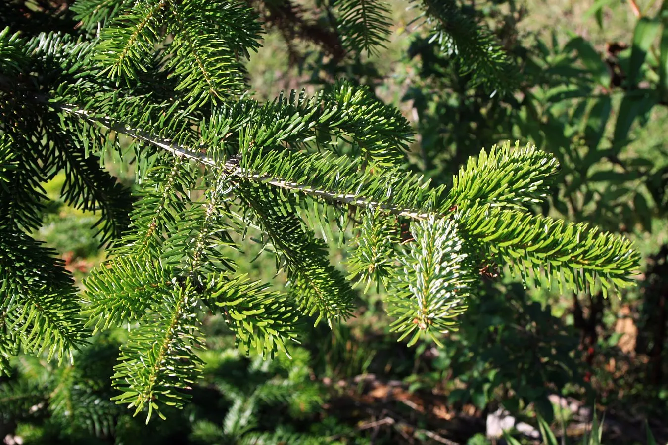 Nordmann Fir (Abies Nordmanniana) — It reaches 40-60 feet high, with a 20-30 feet spread; features dense, glossy dark-green needles; the Nordmann, image 42