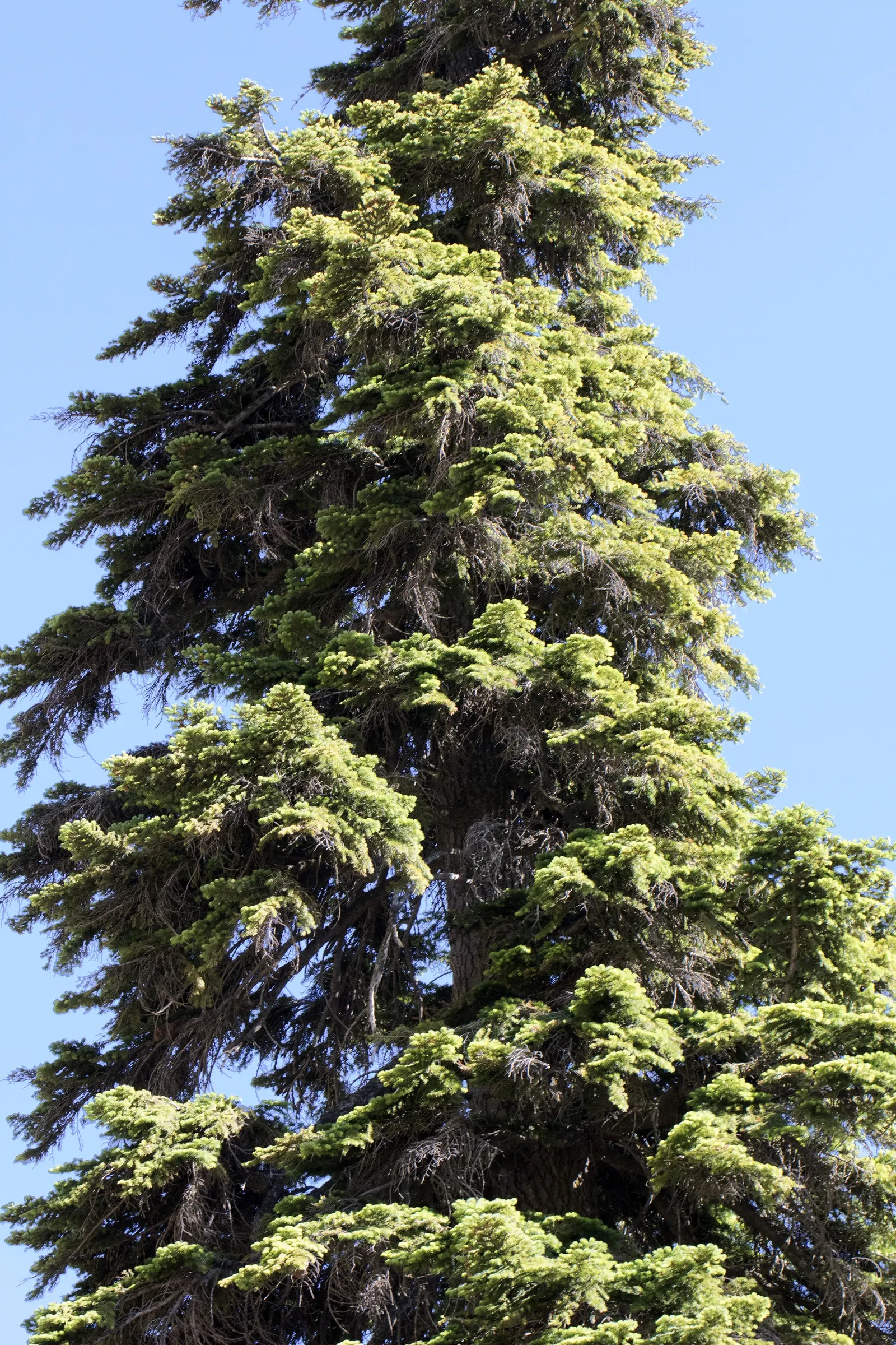Nordmann Fir (Abies Nordmanniana) — Optimal growth is achieved in full sun to partial shade conditions